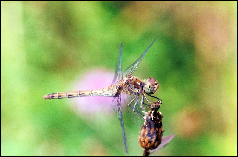 libellula: femmina Sympetrum striolatum